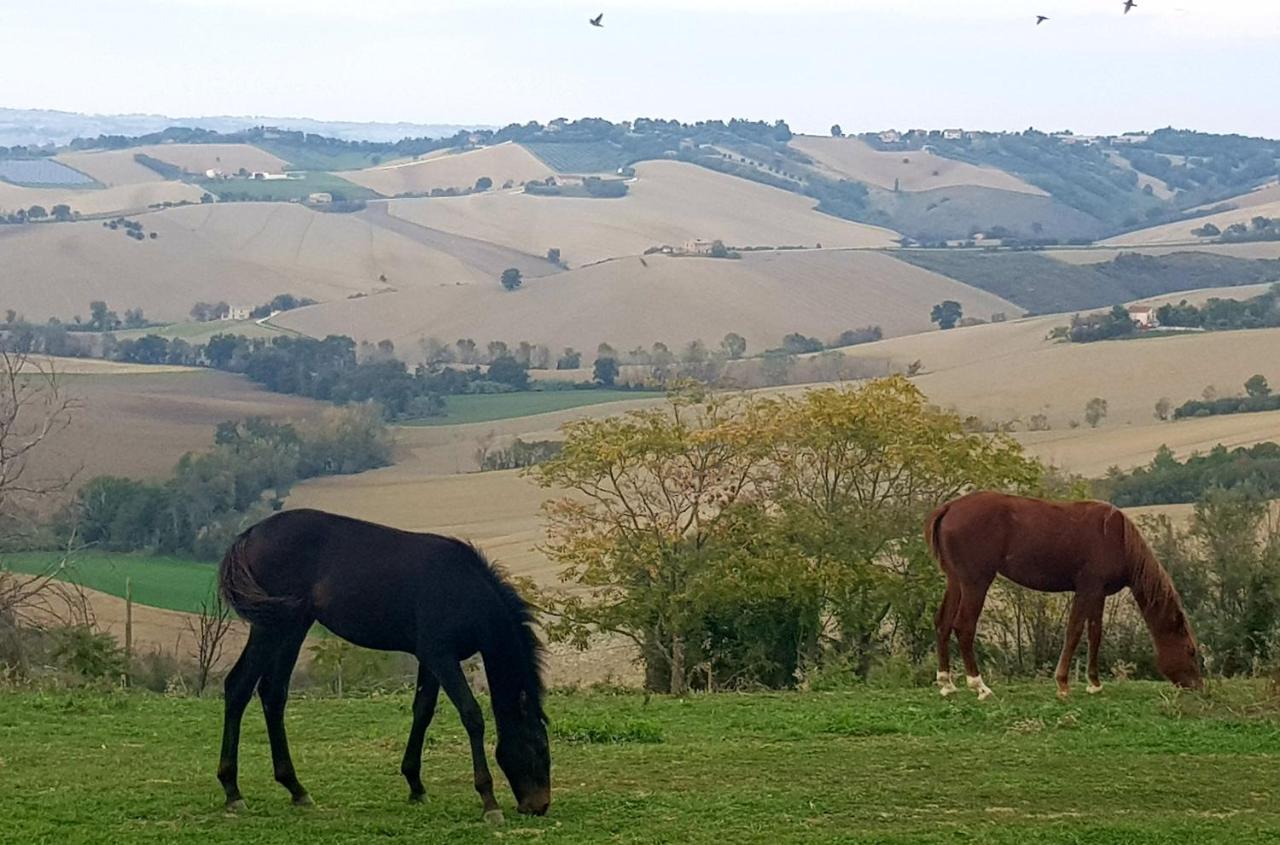 Вилла La Collina Dei Cavalieri Belvedere Ostrense Экстерьер фото